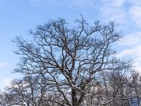 Uralte Eiche an der Zellerhornstraße in Aschau